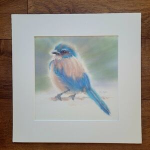 Californian Scrub Jay Watercolor Print. Matted and Backed. Size 13" X 13". Gift